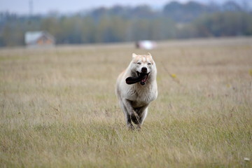 Siberian Husky walk in the fields