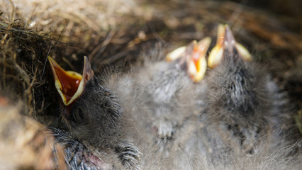 Tiny birds with fluffy feathers lying in the nest and opening small yellow beaks. Young baby birds waiting for food in the nest