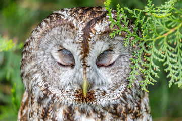 Beautiful close-up portrait of barred owl, Latin Strix Varia, over blurred green background, amazing bird headshot details, closed eyes, frontal view