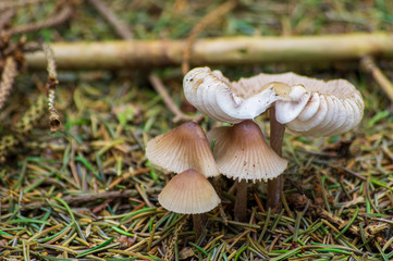 dapperling mushrooms growing on the forest floor in Europe in October