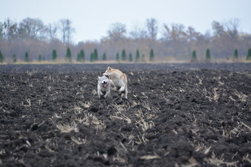 Siberian Husky walk in the fields