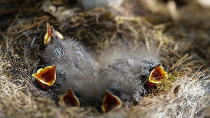 Five small birds lying in the straw nest and opening beaks. Songbirds in the forest, close-up of newborn birds moving in the nest