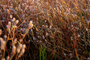Field grass. Beautiful background. Dried flowers.