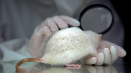 Lab researcher studying rat through magnifying glass, pharmacy animal testing