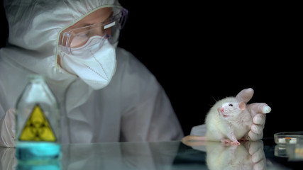 Scientist observing rat reaction after biological hazard, bioweapon development
