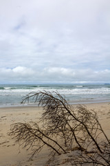 Praia de Itamambuca IMG_6621