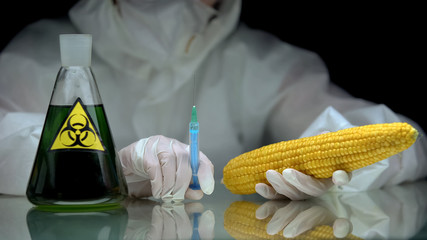 Biologist holding syringe and corn, flask with biohazard liquid on table, toxin