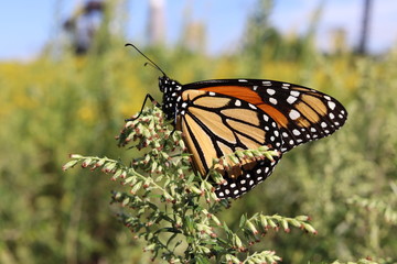 Monarch Butterfly