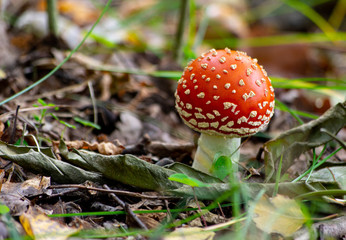 single fly agaric mushroom (amanita muscaria) on the forest floor