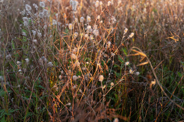 Field grass. Beautiful background. Dried flowers.