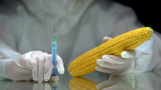 Laboratory worker holding syringe and corn, gmo food production, experiment