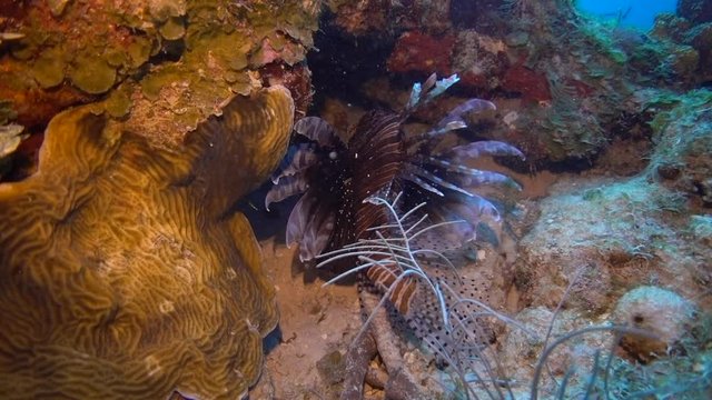 Lionfish swimming at the caribbean coral barrier reef