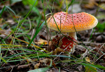 two fly agaric mushrooms (amanita muscaria) on the forest floor