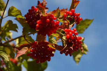 The wild red viburnum berries in autumn with blue skies in the background