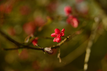 Beautiful blossom flowers. Blurred background and copy space
