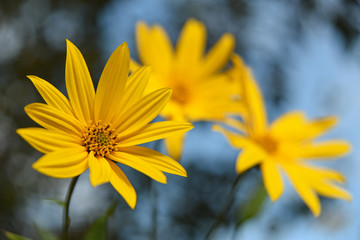 Beautiful spring yellow flowers. Blurred background and copy space