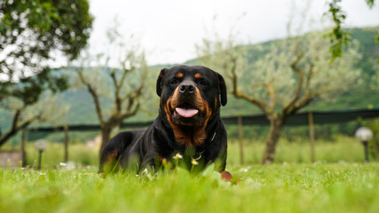 Beautiful rottweiler dog lying on the grass in the garden and pulling its tongue out. Cute dog playing outdoors. Rottweiler portrait at the park