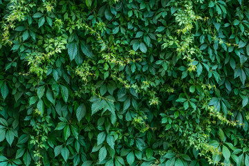 Hedge texture, tree ivy, green nature background. Creeper vine, natural pattern of leaf. Wild vine leaves on the wall.