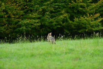 A wolf walks through the grass on the edge of a forest