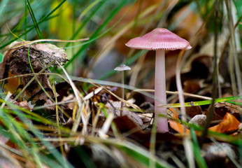 Mycena rosea, commonly known as the rosy bonnet mushroom growing on the forest floor in Germany / Europe in October
