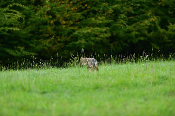 A wolf walks through the grass on the edge of a forest