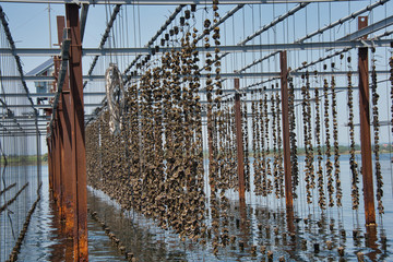 Fermes conchylicoles au bord de la lagune de Thau