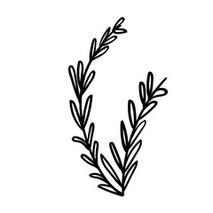 Green lush spruce branch. Fir branches. Isolated illustration in vector format. Coloring page or book, antistress, hobby.