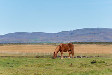 Fototapeta premium Islandpferd