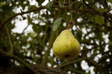 Close_pear ripen on a tree_natural_golden section_bottom view_by jziprian