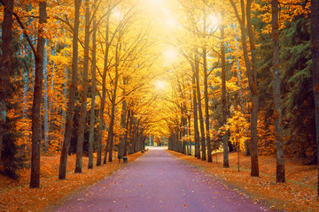 Autumn view of an oak alley with bright light above the crowns a footpath and benches.