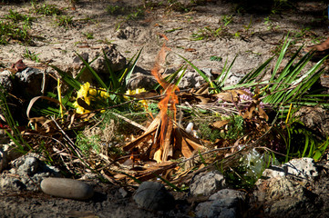 View of freshly prepared and lit mayan indian ceremonial fire with flowers and herbs.