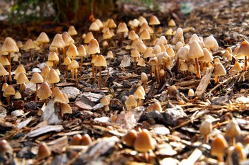Mycena alcalina, stump fairy helmet mushroom. mushrooms standing in a bed with coarse bark mulch.