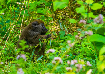closeup of a Lac Alaotra bamboo lemur eating leaves, critically endangered primate specie from Madagascar © Charlotte B