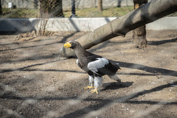 Ptak Bielik olbrzymi znany też jako orłan
