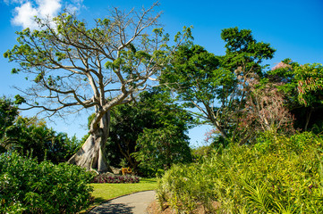 Fototapeta na wymiar Ceiba pentandra is a tropical tree of the order Malvales and the family Malvaceae