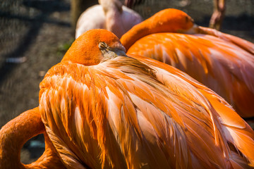 closeup of a american flamingo sleeping, typical bird behavior, tropical animal specie from Cuba