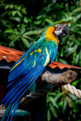 Portrait of macaw bred in captivity