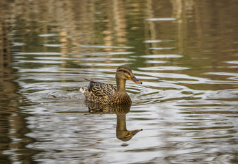 Female duck in the water