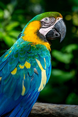 Portrait of macaw bred in captivity