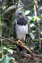 Aguila