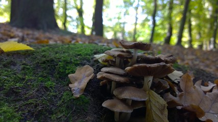 mushrooms in forest
