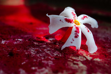 Fototapeta premium flower on red background