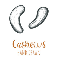 Cashews hand drawn illustration, isolated vector design element.