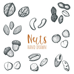 Various nuts hand drawn vector set, isolated design elements.