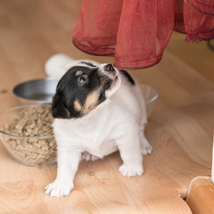Cute 4 weeks old Jack Russell Terrier puppy dog is playing with the red  curtain. Next to the pup is a bowl of food.