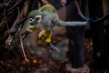 małpka Sajmiri wiewiórcza w zoo