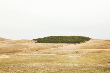Obraz premium Zlatibor mountain in Serbia at autumn