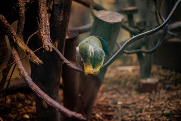 małpka Sajmiri wiewiórcza w zoo - obrazy, fototapety, plakaty
