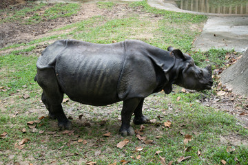 Fototapeta premium rhinoceros in the zoo