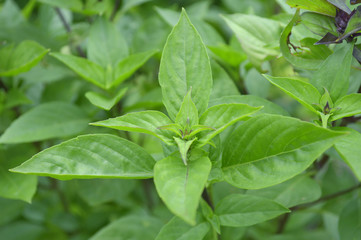 Thai basil (Ocimum basilicum) from central of Thailand